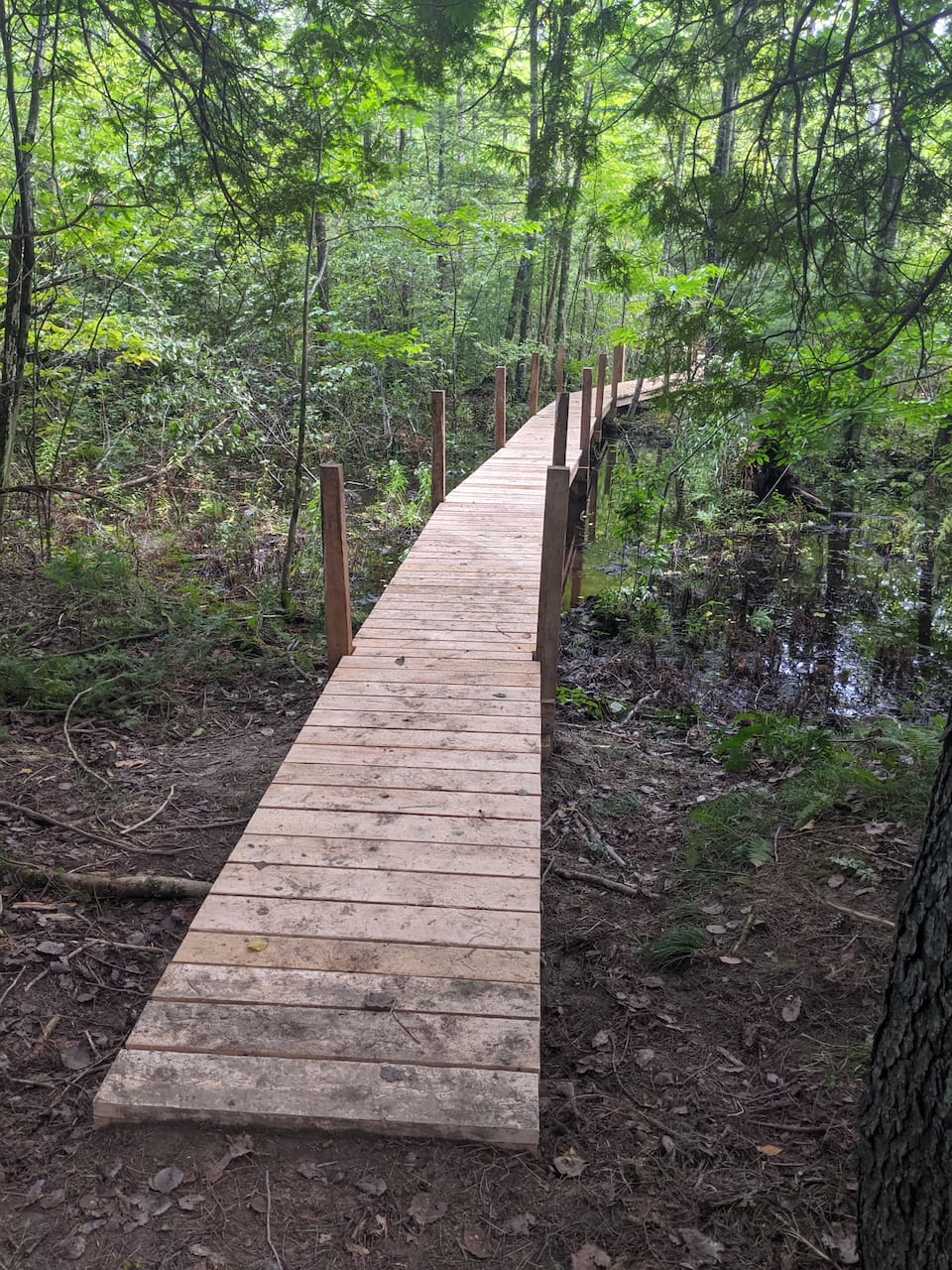 A curved boardwalk following the trail.