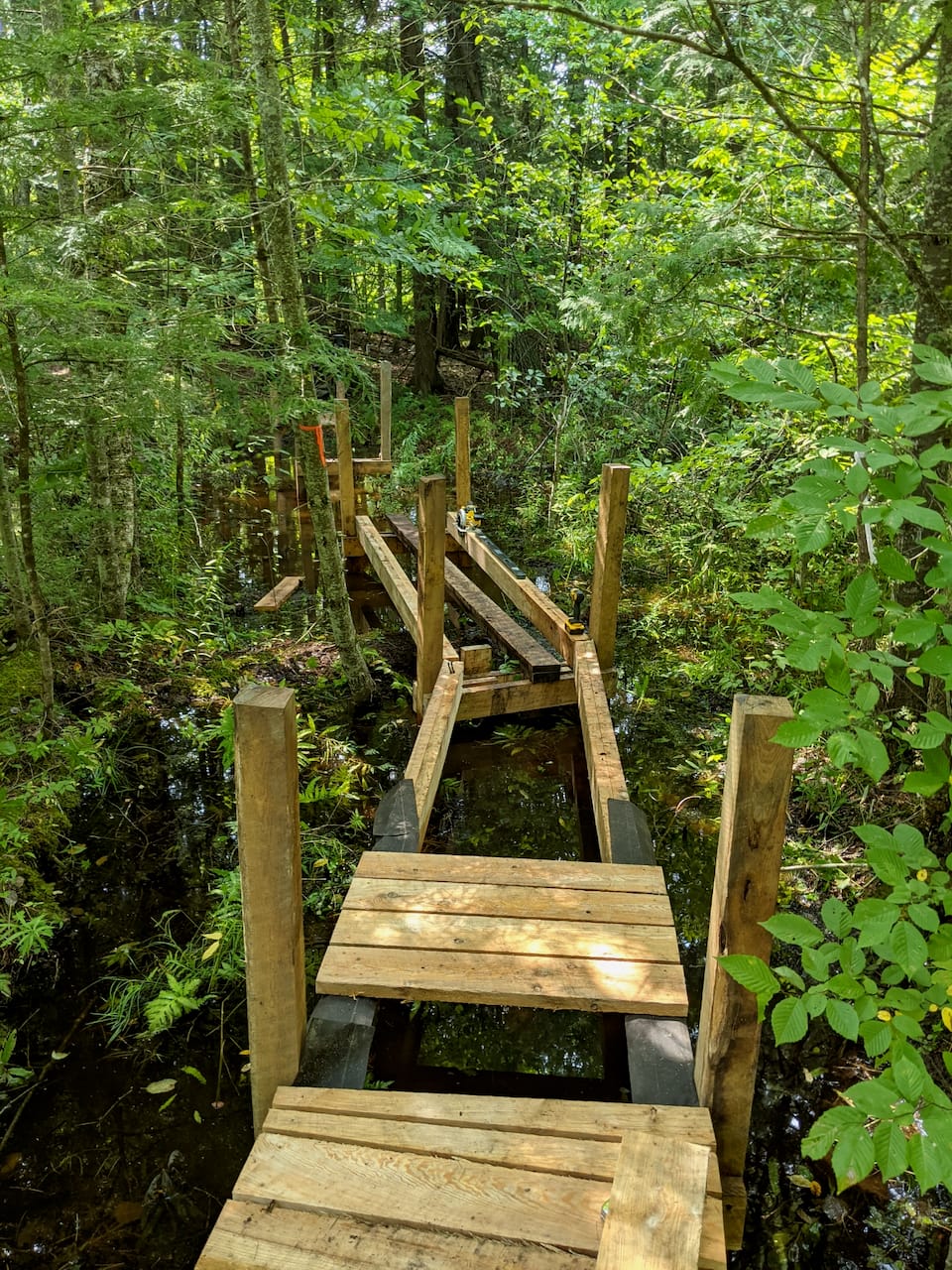 A boardwalk through the bog.